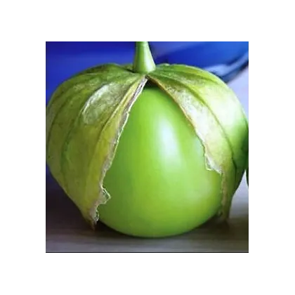 Semínka tomatilla - Tomatillo Cisineros - Tomatillo - prodej semen - 7 ks