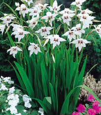 Acidanthera - Acidanthera murieale - prodej cibulovin - 4 ks