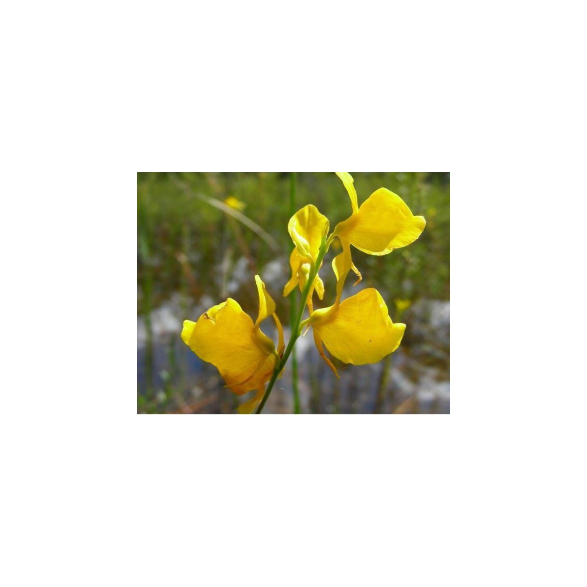 Bublinatka šídlovitá - Utricularia subulata - prodej semen - 15 ks