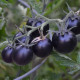 Rajče Blueberry - Solanum lycopersicum - prodej semen - 6 ks