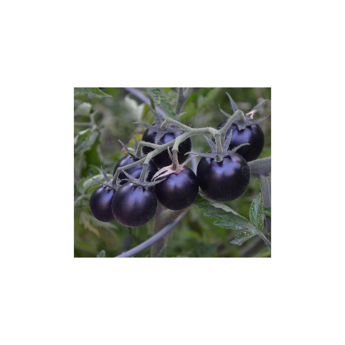 Rajče Blueberry - Solanum lycopersicum - prodej semen - 6 ks