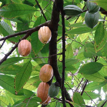 Kakaovník žlutý - Theobroma cacao - semena - 5 ks