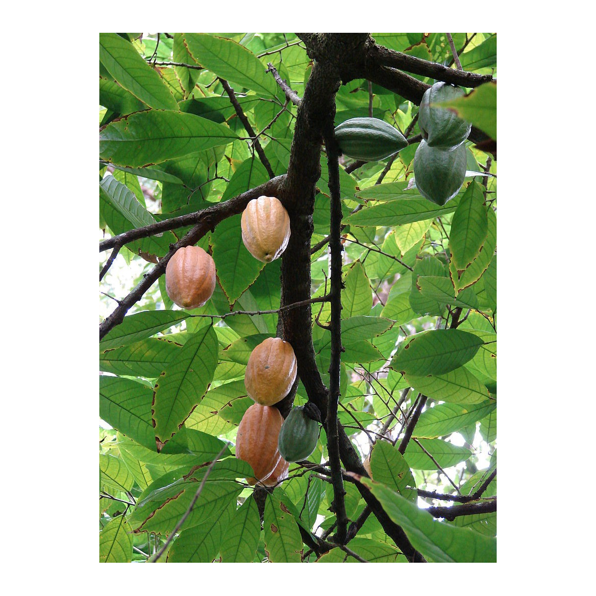 Kakaovník žlutý - Theobroma cacao - semena - 5 ks