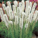 Šuškarda klasnatá Floristan White - Liatris spicata - prodej semen - 20 ks
