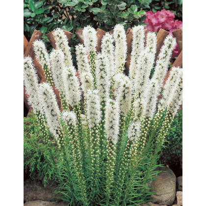 Šuškarda klasnatá Floristan White - Liatris spicata - prodej semen - 20 ks