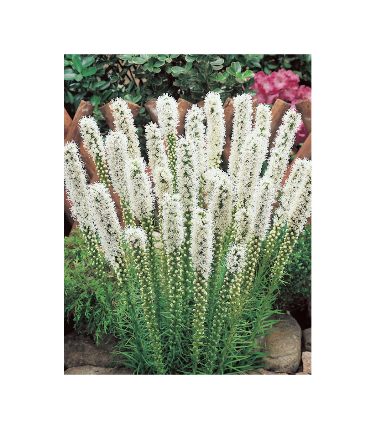 Šuškarda klasnatá Floristan White - Liatris spicata - prodej semen - 20 ks