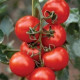 Rajče Mercedes F1 - Solanum lycopersicum - prodej semen - 5 ks