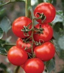 Rajče Mercedes F1 - Solanum lycopersicum - prodej semen - 5 ks