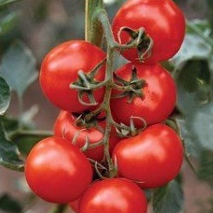 Rajče Mercedes F1 - Solanum lycopersicum - prodej semen - 5 ks