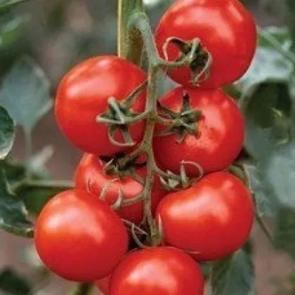 Rajče Mercedes F1 - Solanum lycopersicum - prodej semen - 5 ks