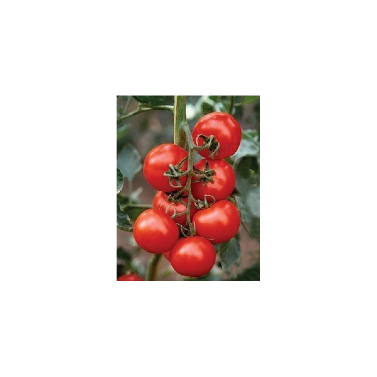 Rajče Mercedes F1 - Solanum lycopersicum - prodej semen - 5 ks