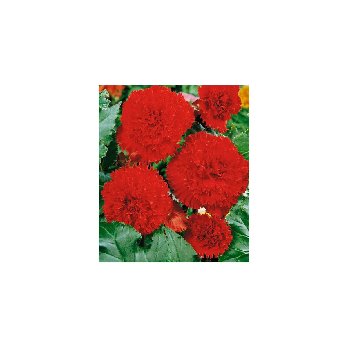 Begonie třepenitá plnokvětá červená - Begonia fimbriata - prodej cibulovin - 2 ks