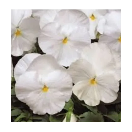 Maceška Schweizer Riesen Firnenschnee - Viola wittrockiana - prodej semen - 200 ks