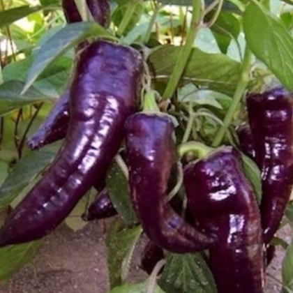 Paprika Marconi Purple - semena - 10 Ks