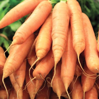 Semínka mrkve - Daucus carota - Mrkev F1 Ingot - prodej semen - 50 ks