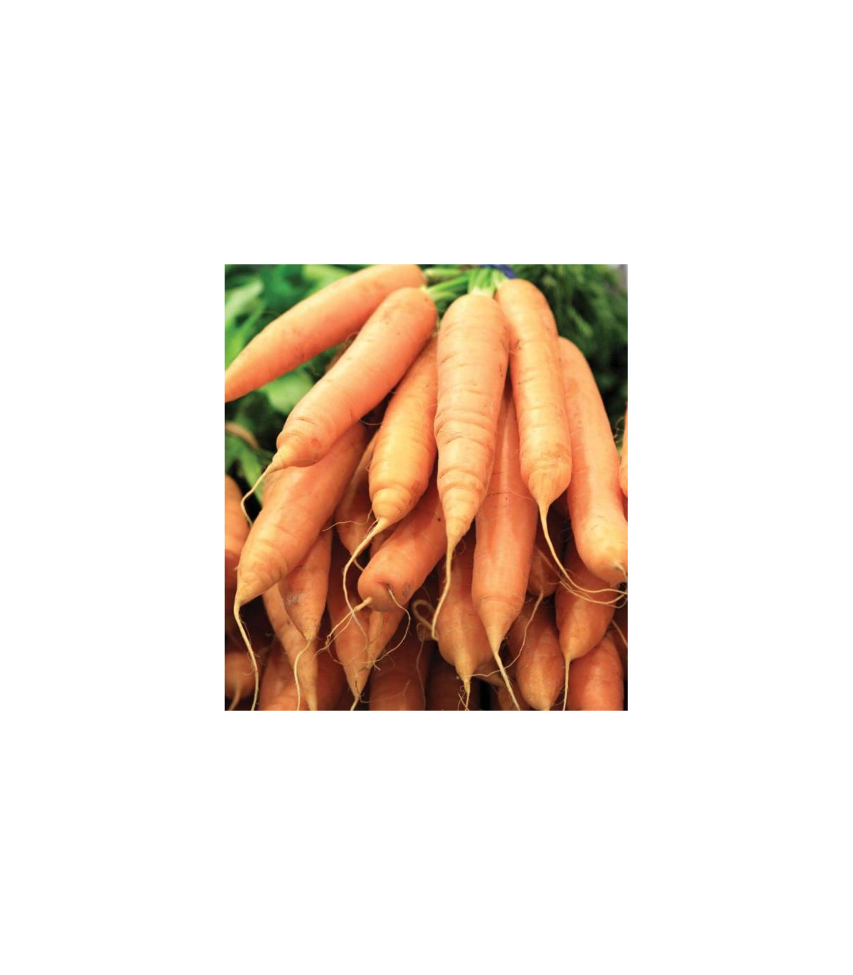 Semínka mrkve - Daucus carota - Mrkev F1 Ingot - prodej semen - 50 ks