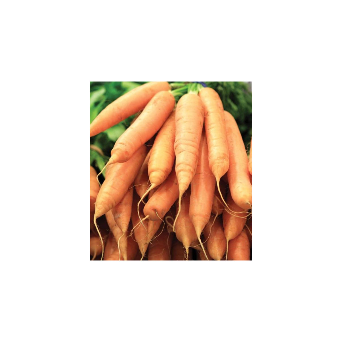 Semínka mrkve - Daucus carota - Mrkev F1 Ingot - prodej semen - 50 ks