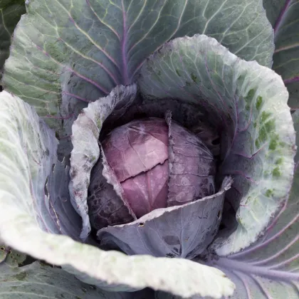 Zelí červené Pourovo červené - Brassica oleracea - prodej semen - 200 ks