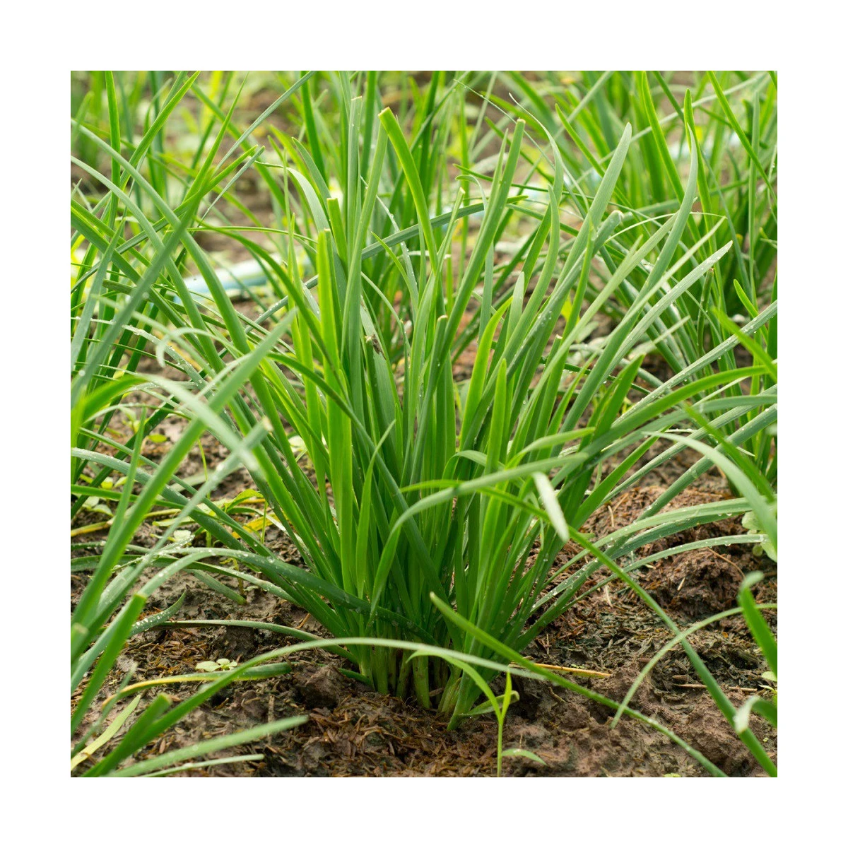 Pažitka čínská Neko - Allium tuberosum - prodej semen - 20 ks