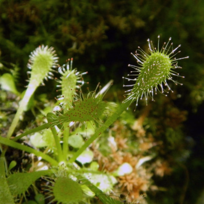 Rosnatka - Drosera nidiformis - semena - 15 ks