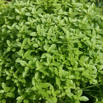 Bazalka Fino verde - semena - 50 ks