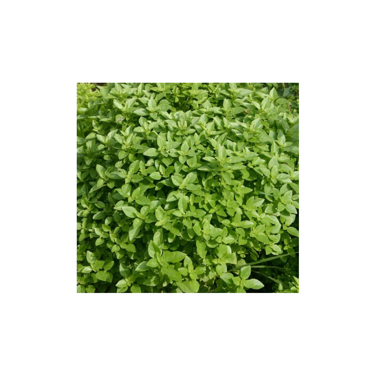 Bazalka Fino verde - semena - 50 ks