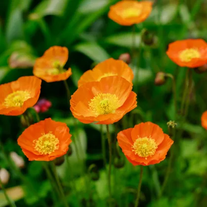 Mák Partyfun - Papaver nudicaule - prodej semen - 20 ks