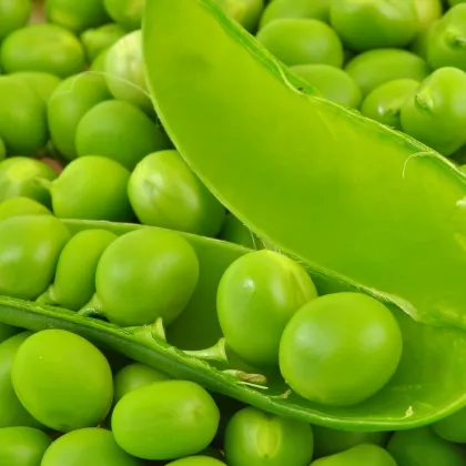 Hrách cukrový Delikata - Pisum sativum - semena - 12 gr