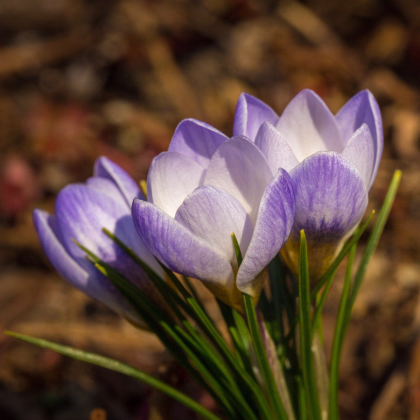 Krokus Blue Pearl - Crocus - prodej cibulovin - 3 ks