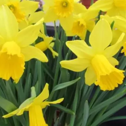 Narcis Tamara - Narcissus L. - cibuloviny - 3 ks