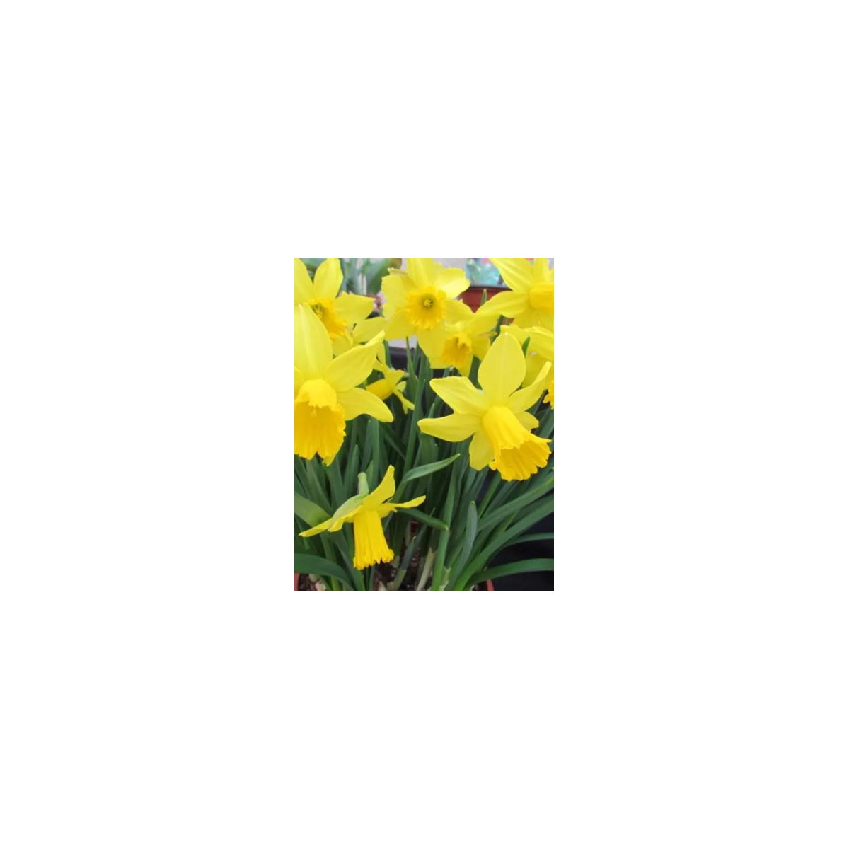 Narcis Tamara - Narcissus L. - cibuloviny - 3 ks