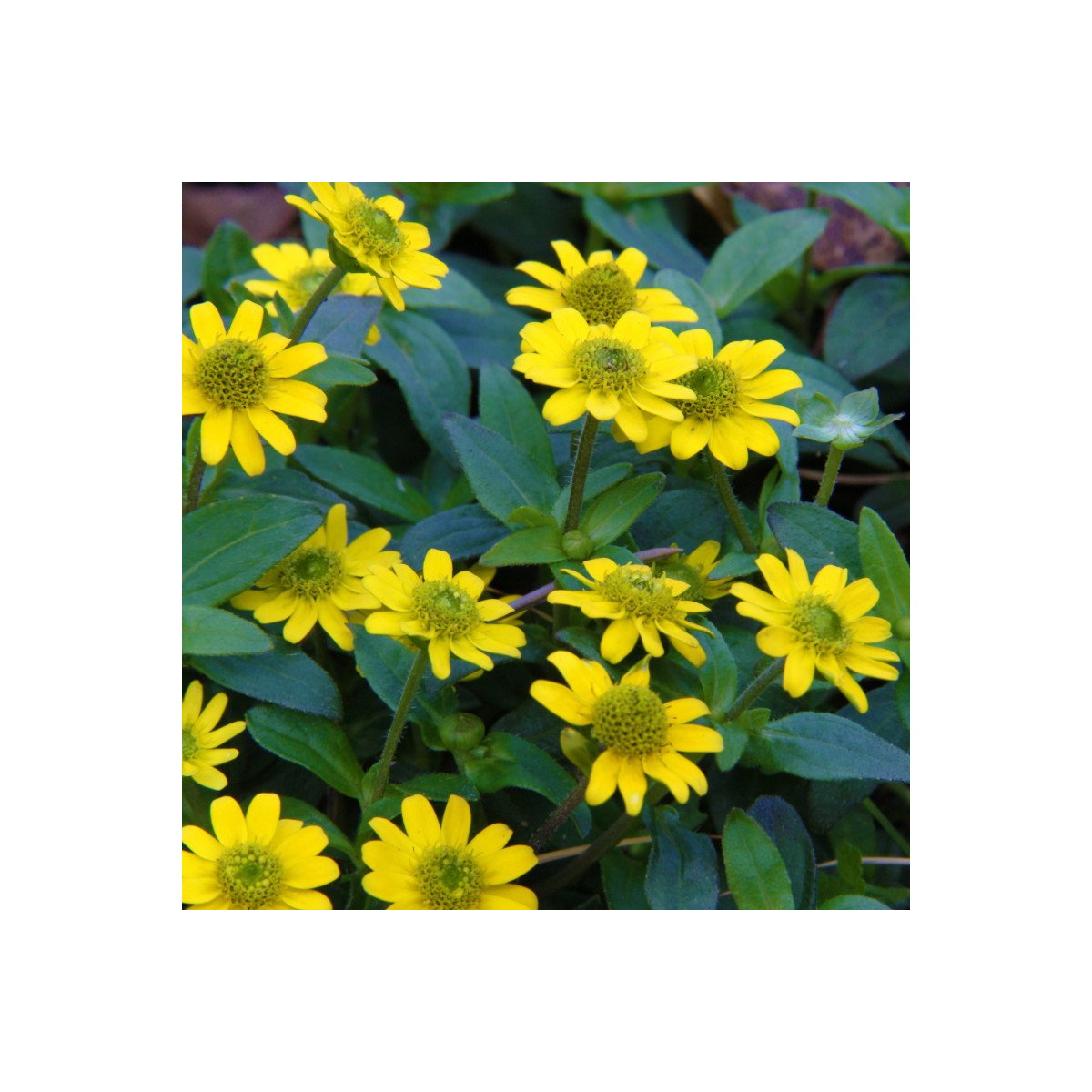 Vitálka položená - Sanvitalia procumbens - prodej semen - 0,5 g