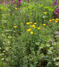 Bylinková vonička - prodej semen - 50 g