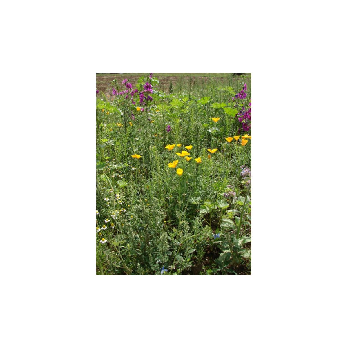 Bylinková vonička - prodej semen - 50 g