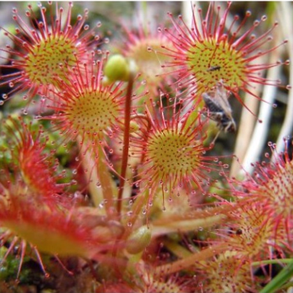 Rosnatka okrouhlolistá - Drosera rotundifolia - semena - 10 ks