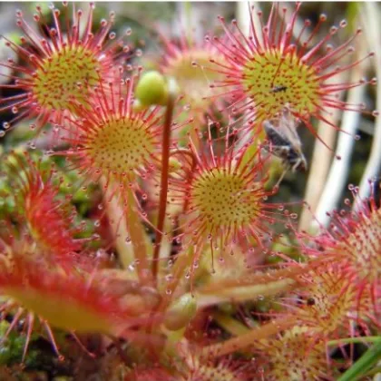 Rosnatka okrouhlolistá - Drosera rotundifolia - semena - 10 ks