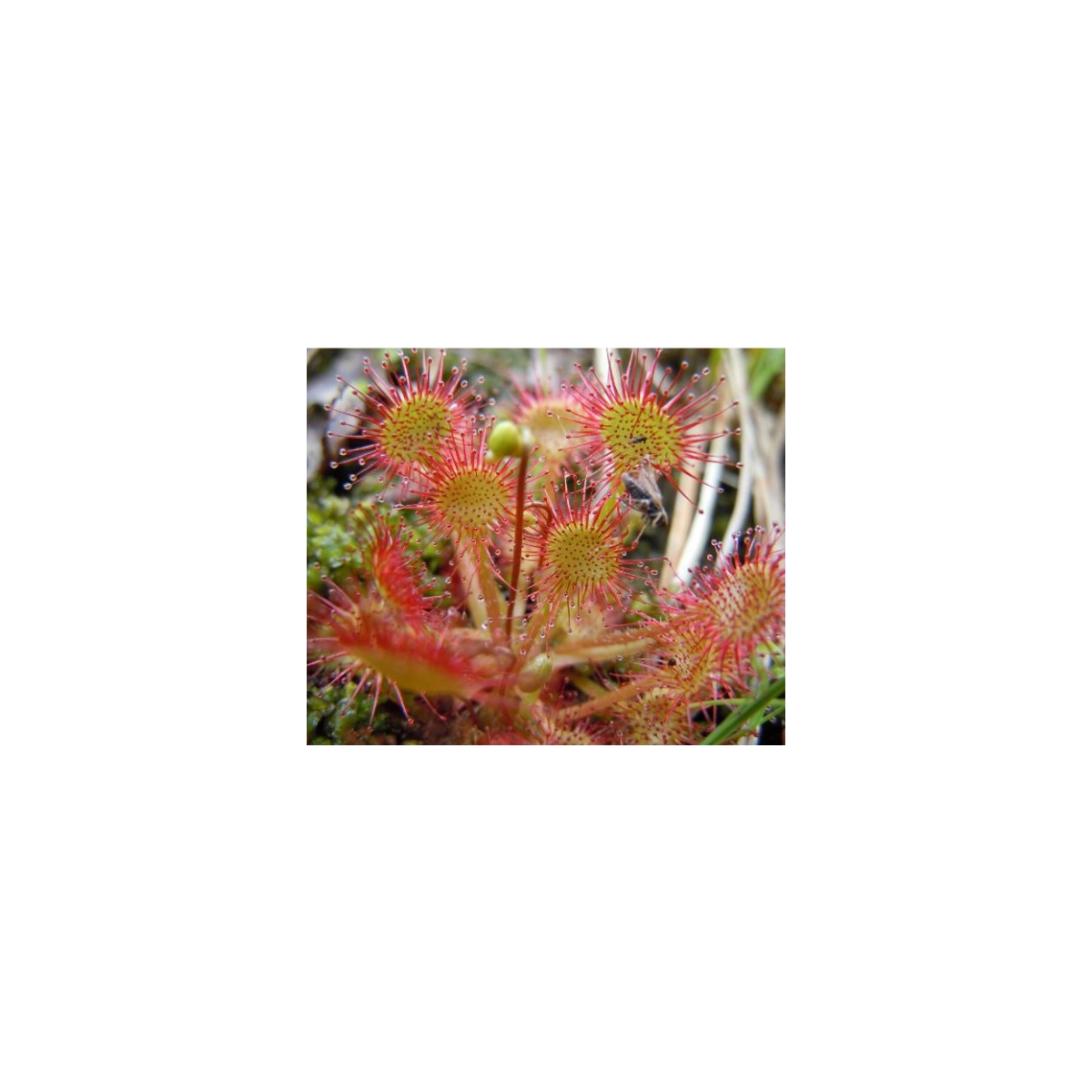 Rosnatka okrouhlolistá - Drosera rotundifolia - semena - 10 ks