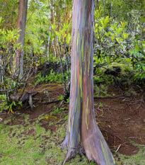 Eukalyptus duhový - Blahovičník - Eucalyptus deglupta - prodej semen - 10 ks