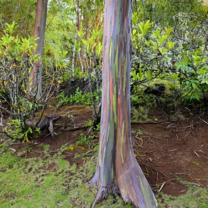 Eukalyptus duhový - Blahovičník - Eucalyptus deglupta - prodej semen - 10 ks