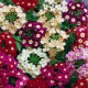 Sporýš zahradní Tuscany Mix - Verbena hybrida - prodej semen - 15 ks