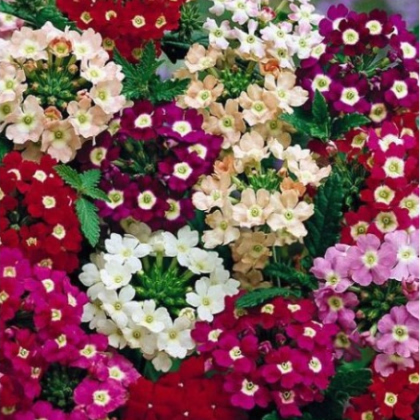 Sporýš zahradní Tuscany Mix - Verbena hybrida - prodej semen - 15 ks