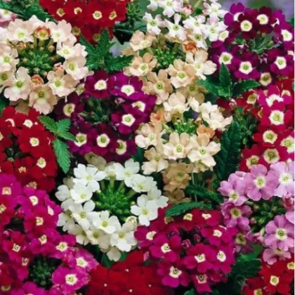 Sporýš zahradní Tuscany Mix - Verbena hybrida - prodej semen - 15 ks