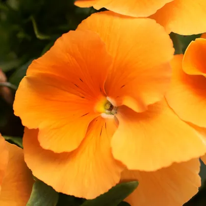 Maceška oranžová švýcarská Schweiter Riesen - Viola wittrockiana - prodej semen- 0,3 gr