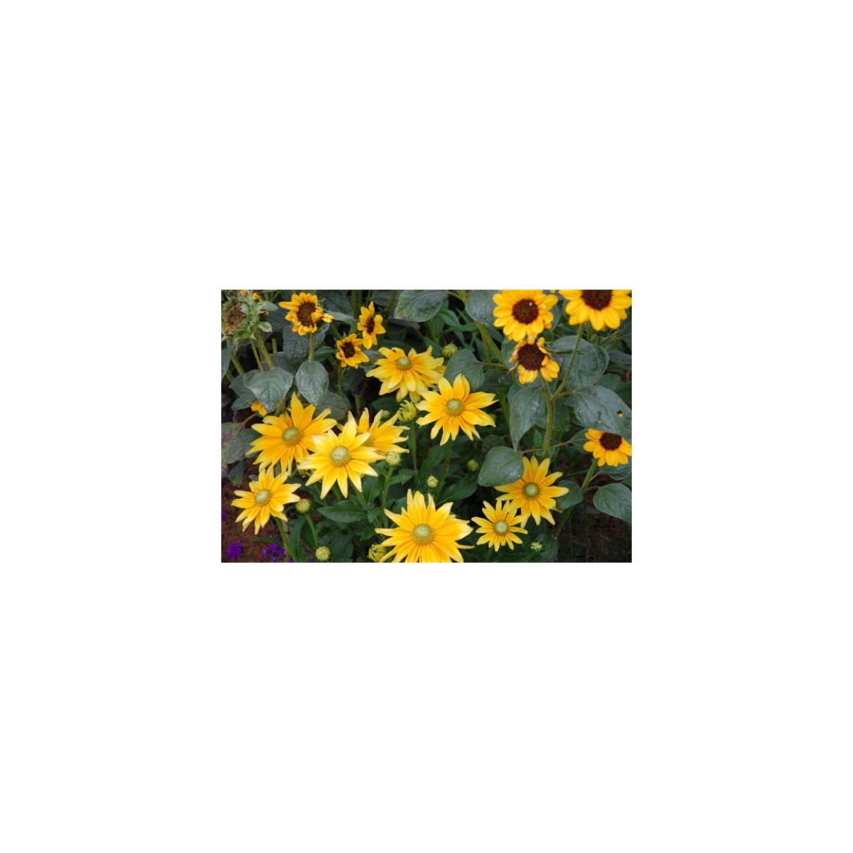 Letničky Zahradní sen ve žluté - směs - prodej semen - 0,9 g