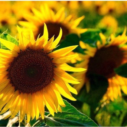Slunečnice žlutá obří - Helianthus annuus - semena - 8 Ks