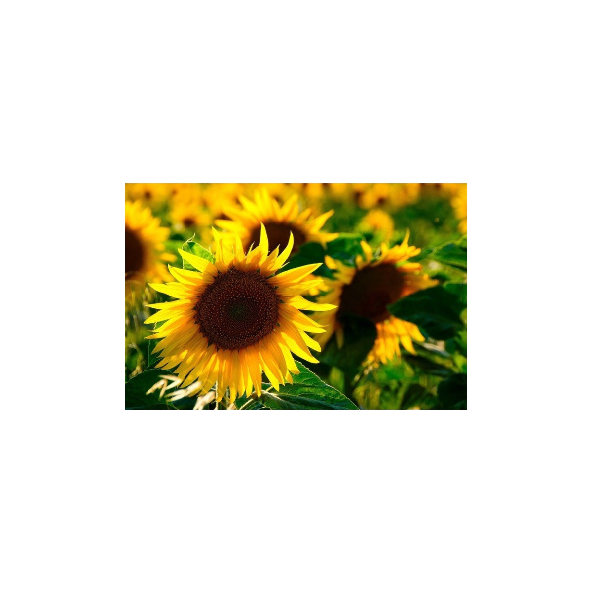 Slunečnice žlutá obří - Helianthus annuus - semena - 8 Ks