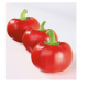 Paprika rajčatová Topgirl - Capsicum annuum - prodej semen - 7 ks
