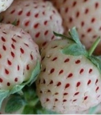 Jahodník bílý - Fragaria vesca - semena - 10 ks