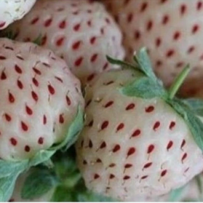 Jahodník bílý - Fragaria vesca - semena - 10 ks