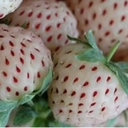 Jahodník bílý - Fragaria vesca - semena - 10 ks